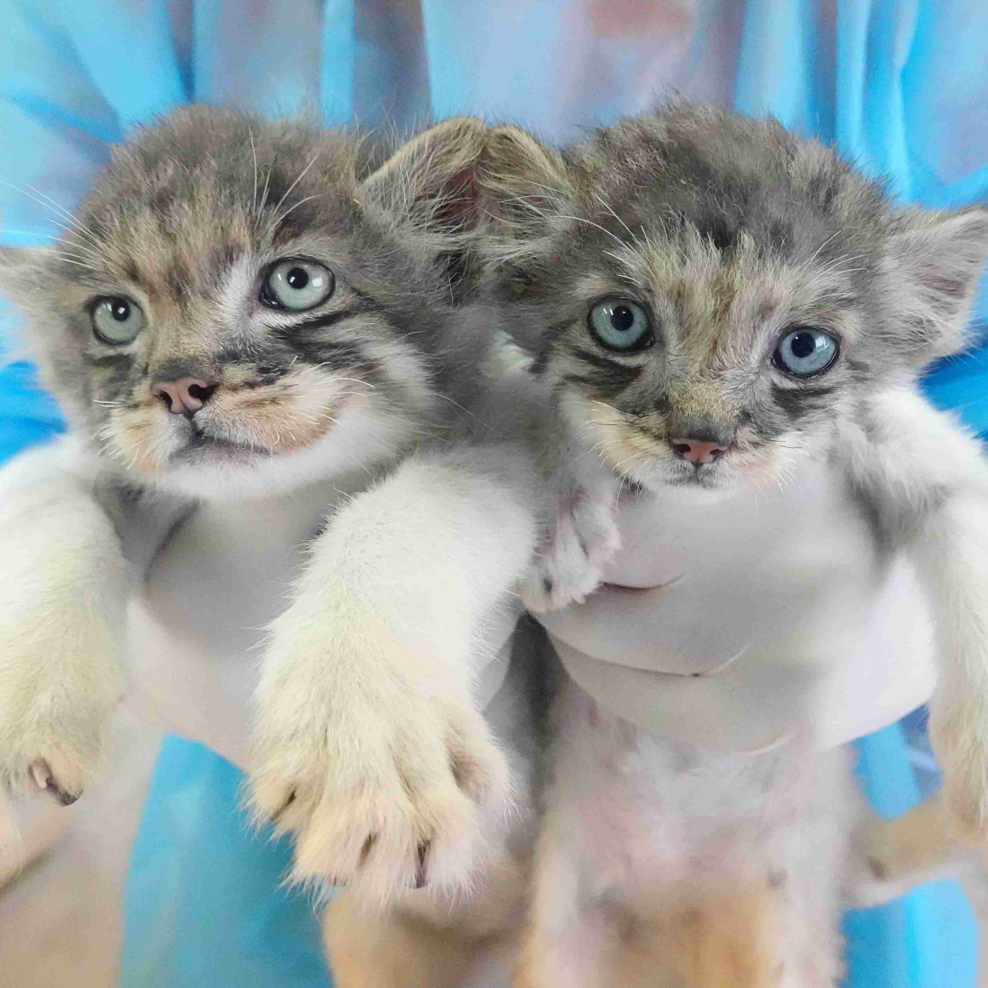 猫科の動物貼るトピ