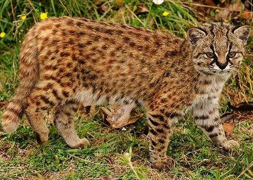 猫科の動物貼るトピ