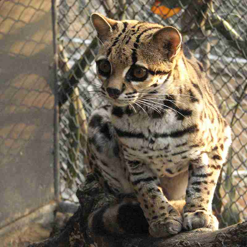 猫科の動物貼るトピ