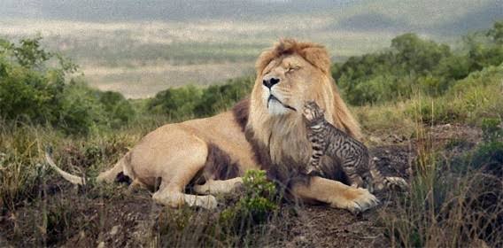 猫科の動物貼るトピ