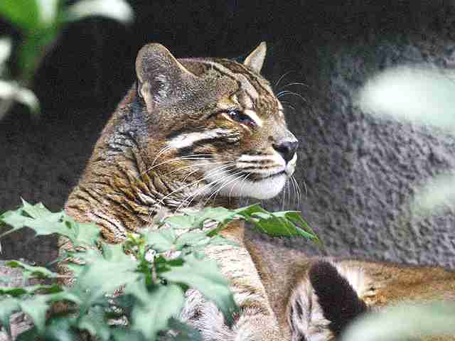 猫科の動物貼るトピ