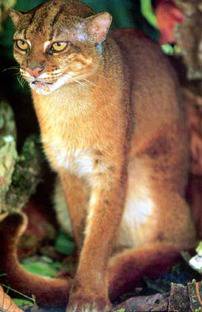 猫科の動物貼るトピ