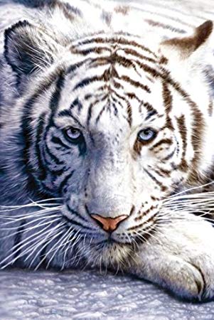 猫科の動物貼るトピ