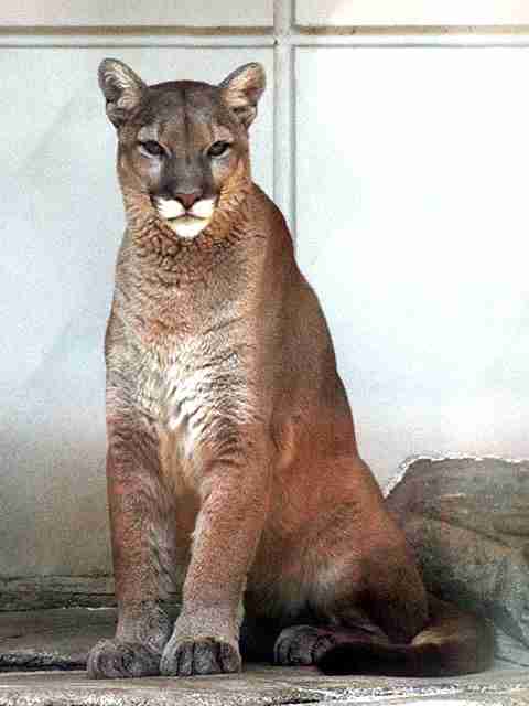 猫科の動物貼るトピ