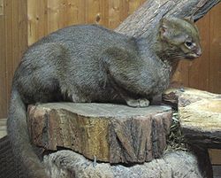 猫科の動物貼るトピ