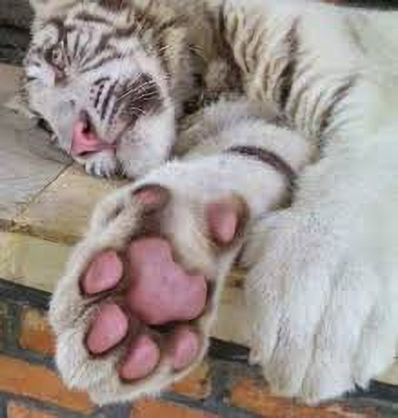 猫科の動物貼るトピ