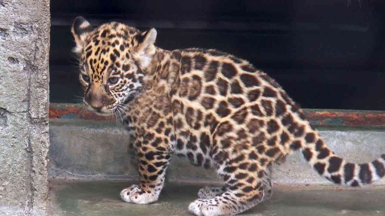 猫科の動物貼るトピ