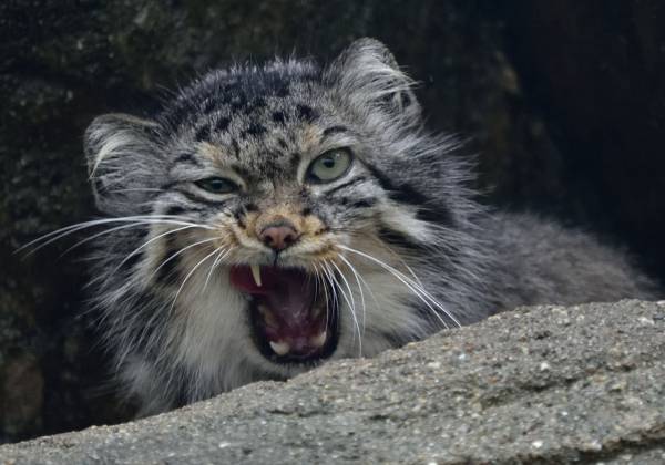 猫科の動物貼るトピ