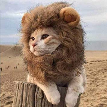 猫科の動物貼るトピ