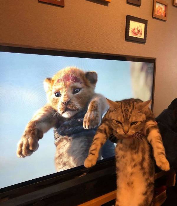 猫科の動物貼るトピ