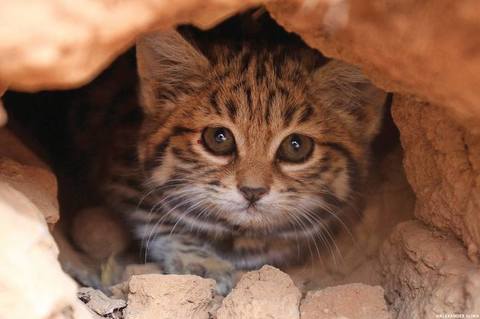 猫科の動物貼るトピ