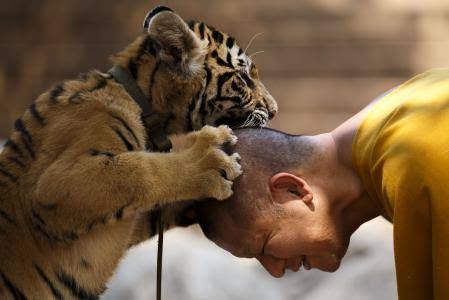 猫科の動物貼るトピ