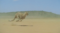 猫科の動物貼るトピ