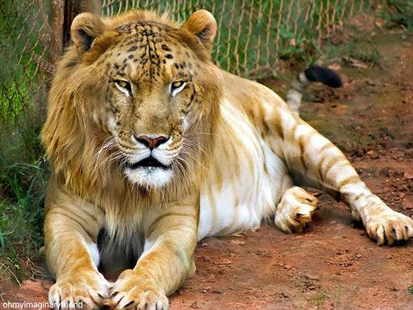 猫科の動物貼るトピ