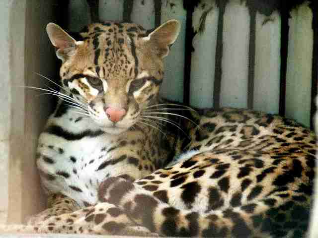 猫科の動物貼るトピ
