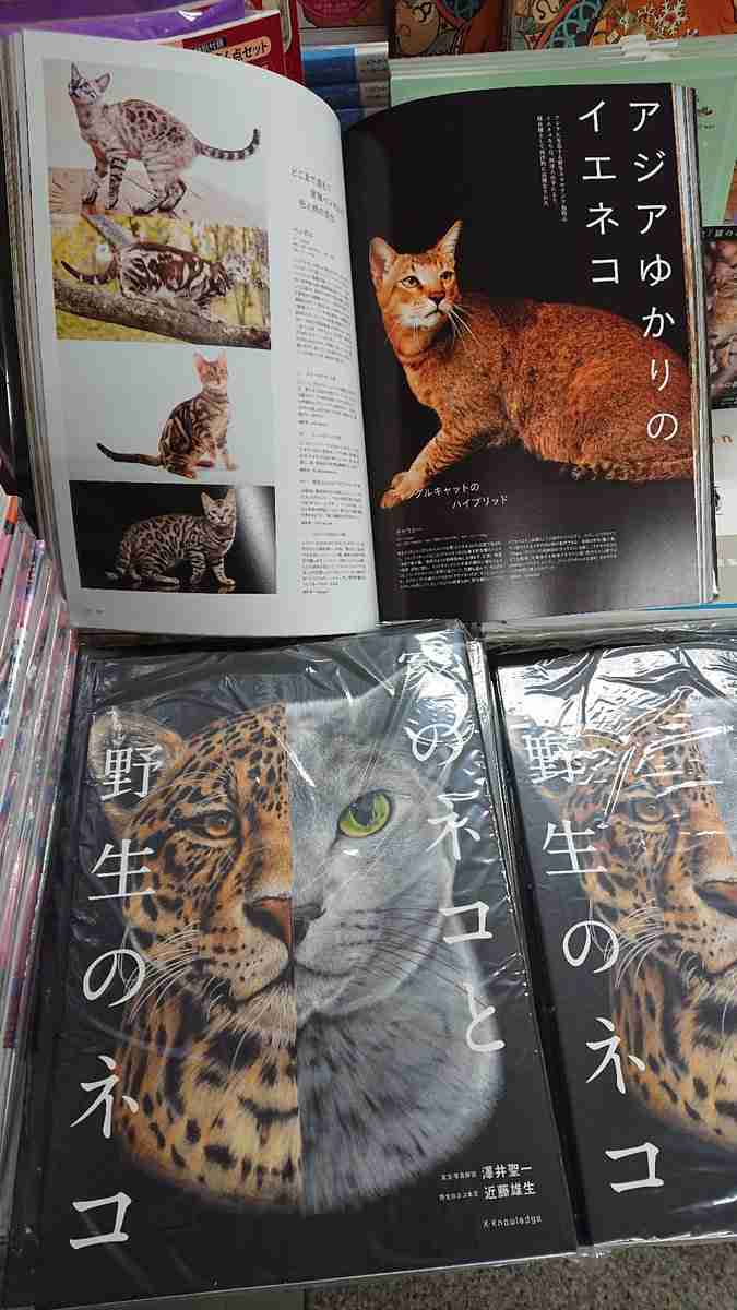 猫科の動物貼るトピ