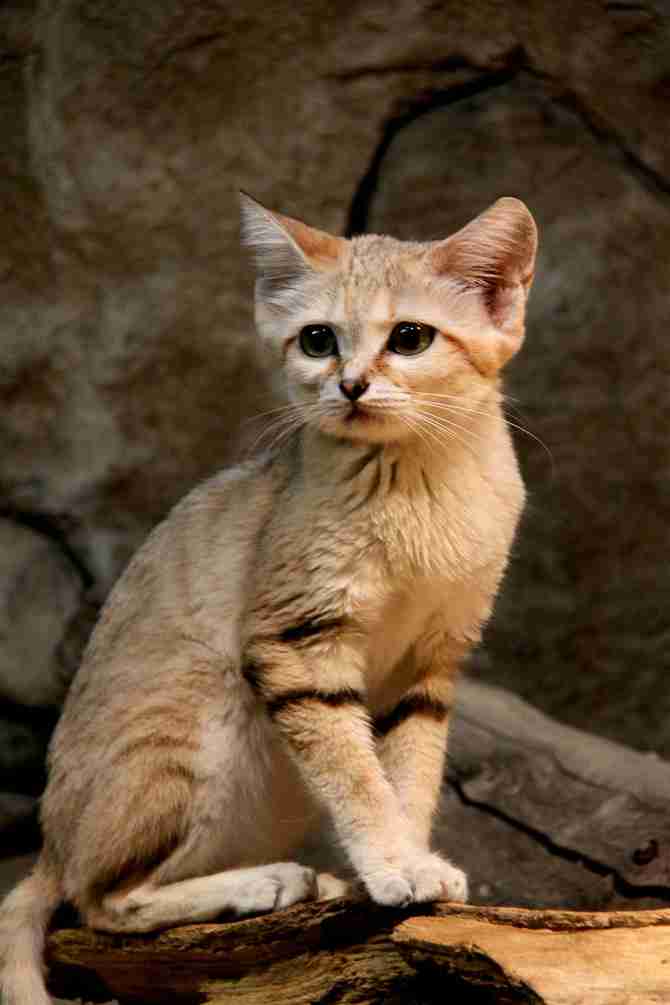 猫科の動物貼るトピ