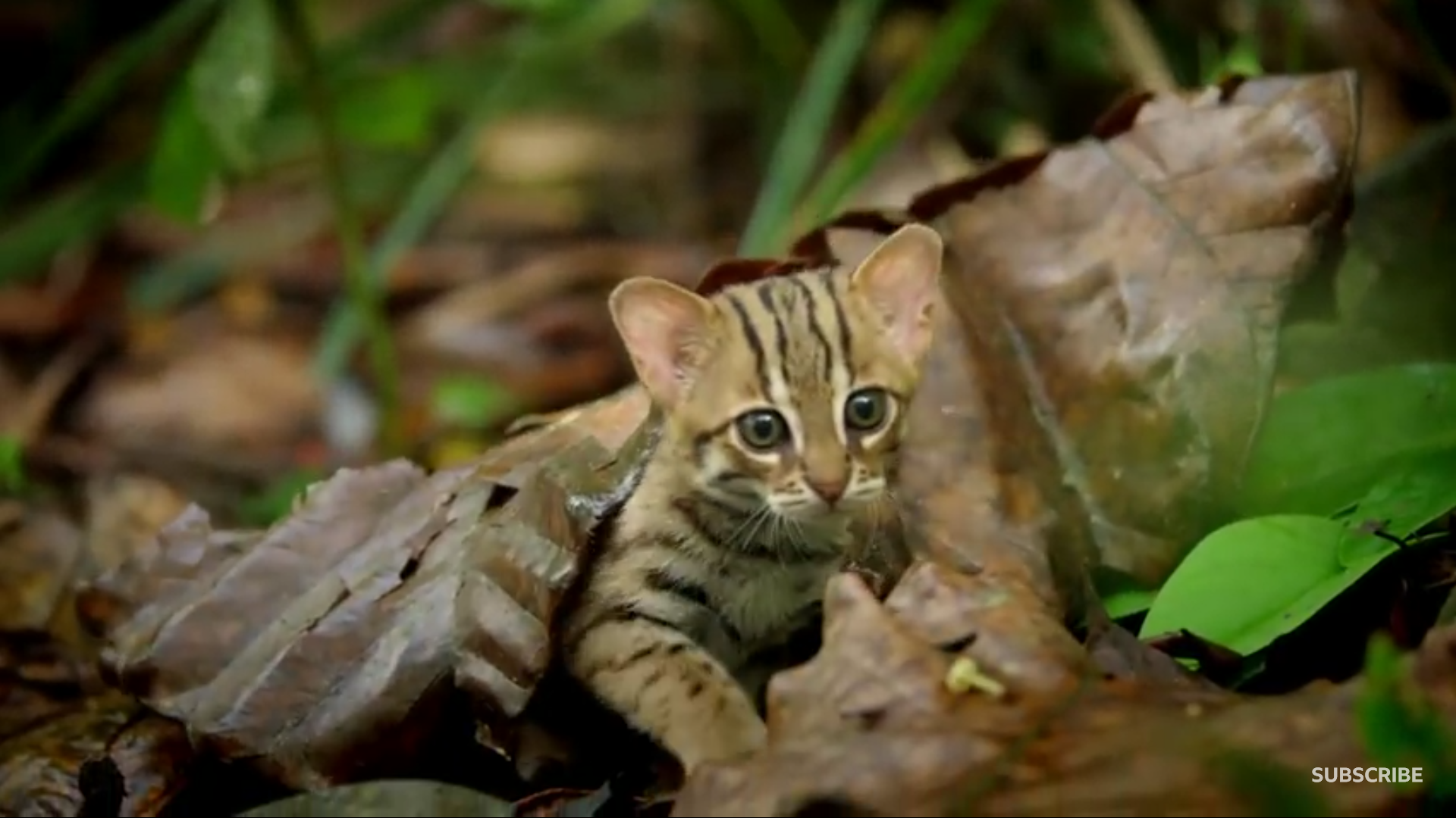 猫科の動物貼るトピ