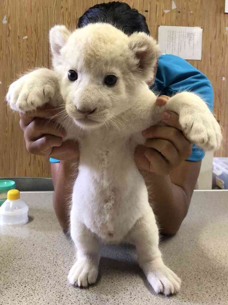 猫科の動物貼るトピ