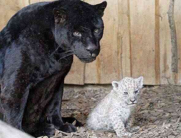 猫科の動物貼るトピ