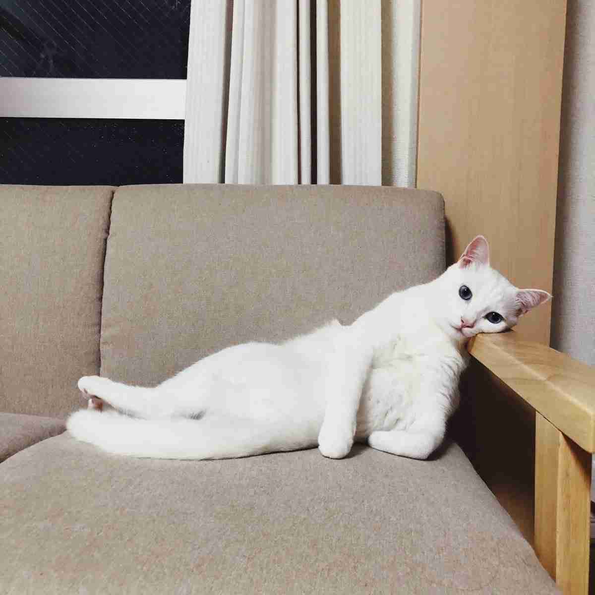 猫科の動物貼るトピ