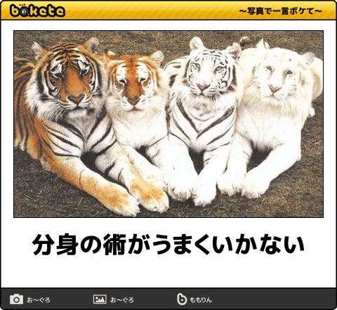 猫科の動物貼るトピ