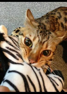 猫科の動物貼るトピ