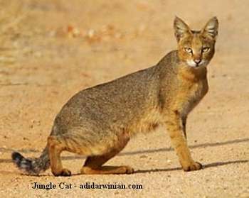 猫科の動物貼るトピ