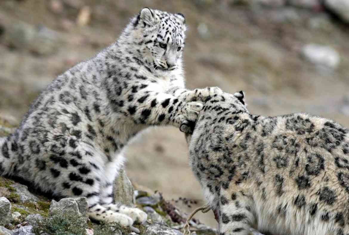 猫科の動物貼るトピ
