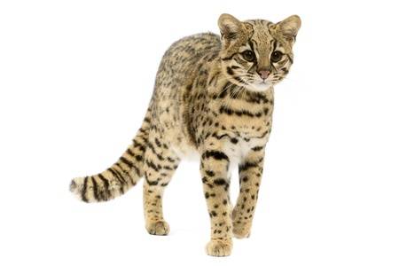 猫科の動物貼るトピ