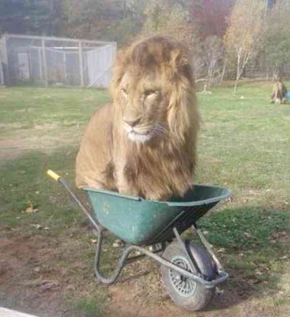 猫科の動物貼るトピ