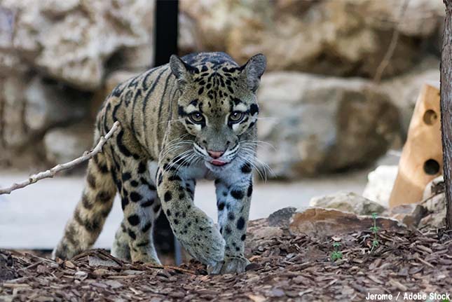 猫科の動物貼るトピ
