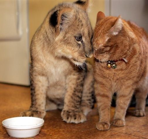 猫科の動物貼るトピ