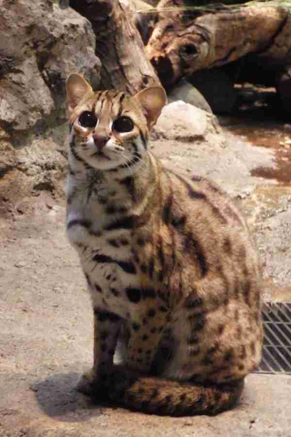 猫科の動物貼るトピ