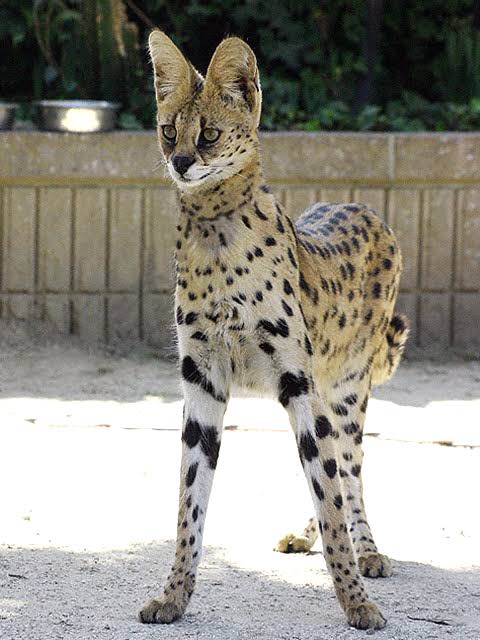 猫科の動物貼るトピ