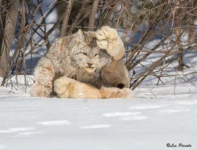 猫科の動物貼るトピ