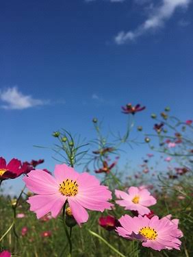 お天気のいい画像が見たい。