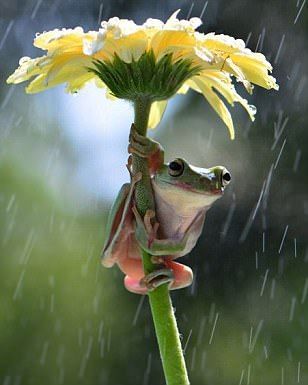 雨宿りしている動物画像ください