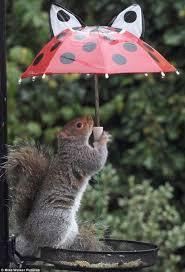 雨宿りしている動物画像ください