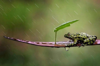 雨宿りしている動物画像ください