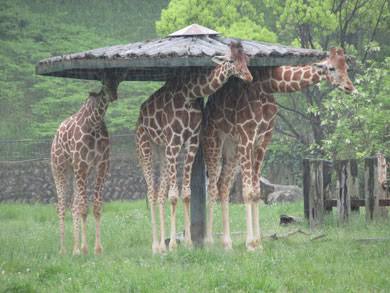 雨宿りしている動物画像ください