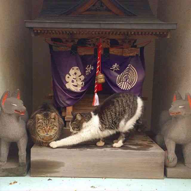 雨宿りしている動物画像ください