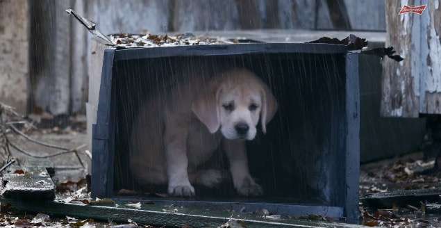 雨宿りしている動物画像ください