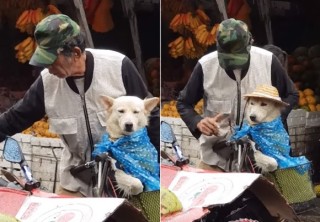 雨宿りしている動物画像ください