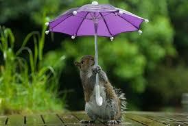 雨宿りしている動物画像ください