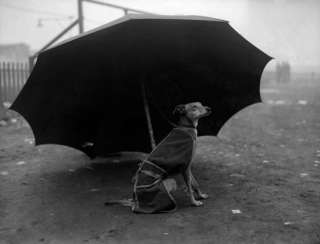 雨宿りしている動物画像ください