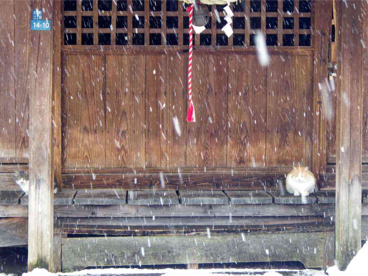 雨宿りしている動物画像ください