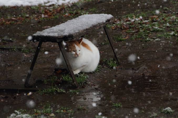 雨宿りしている動物画像ください