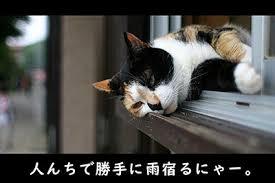 雨宿りしている動物画像ください