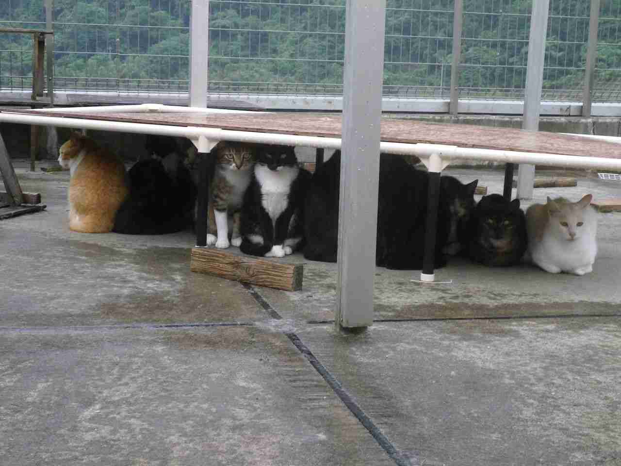 雨宿りしている動物画像ください
